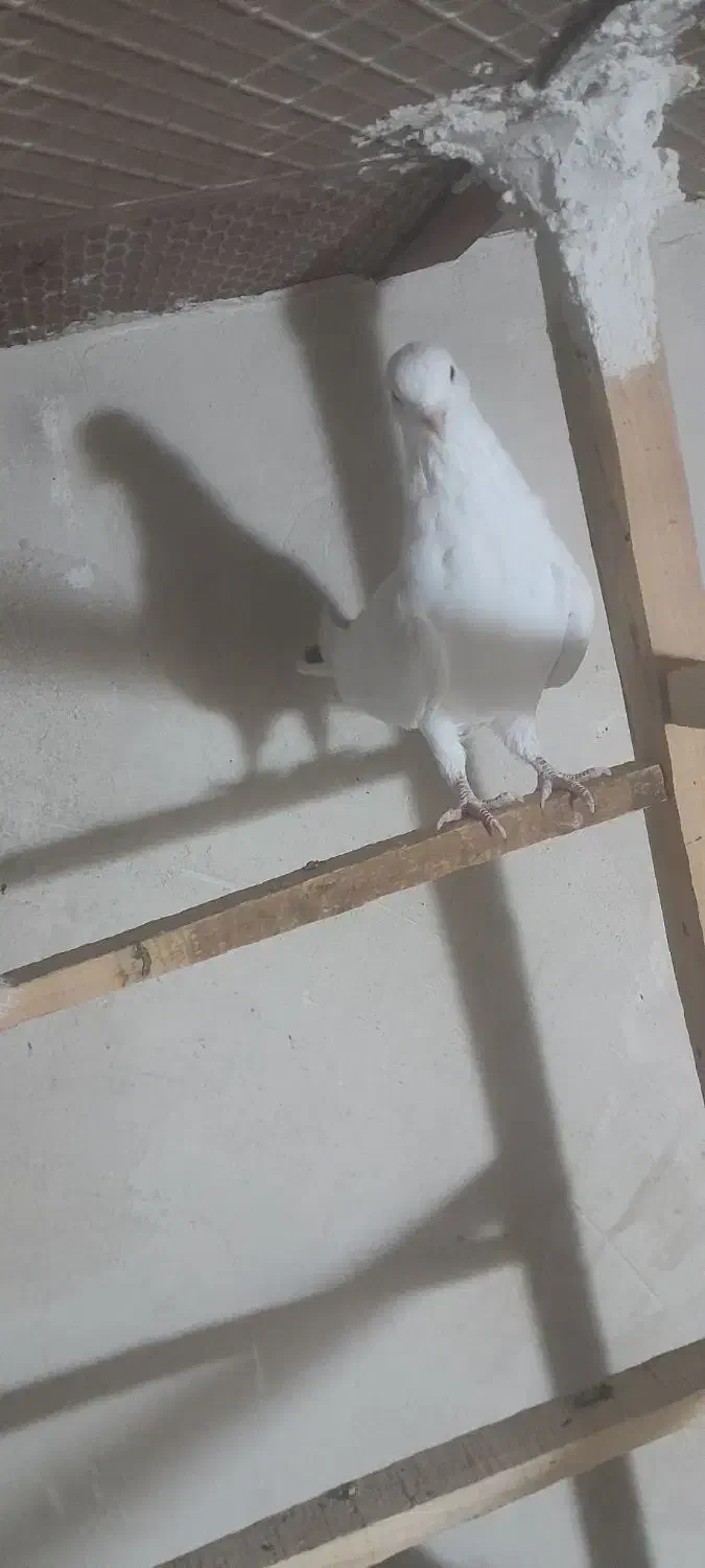 کبوترپرشی|پرنده|زیویه, |دیوار