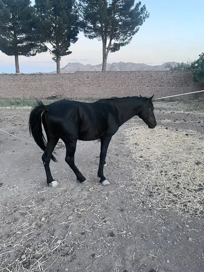 فروش اسب|اسب و تجهیزات اسب‌سواری|شاهرود, |دیوار