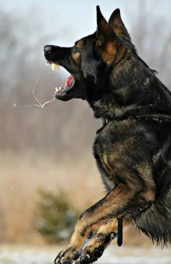 سگ نگهبان ، سگ کار|خدمات آموزشی|چهارباغ, |دیوار