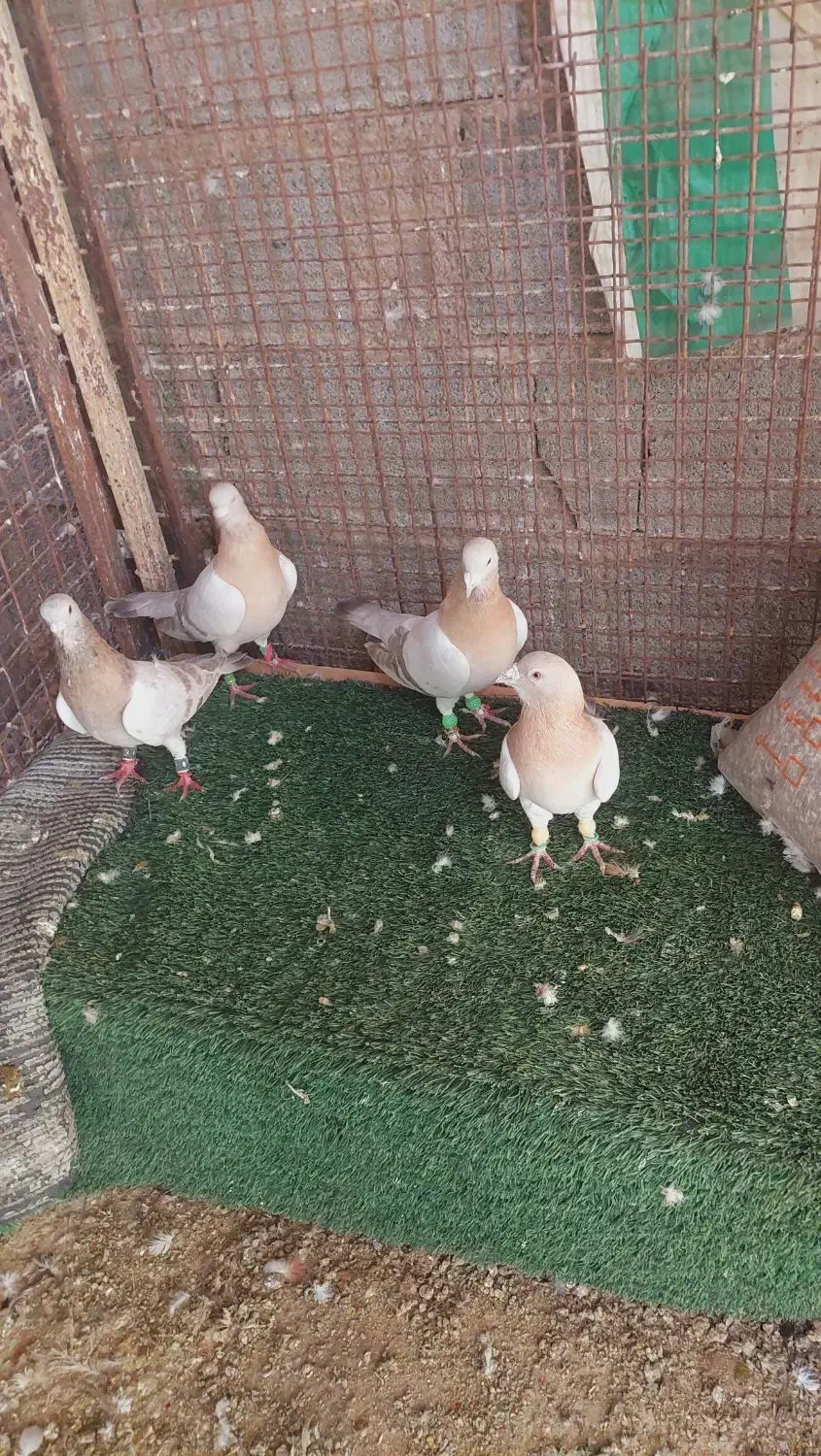 تعدادی کفتر درجه یک|پرنده|شیراز, دکتر حسابی|دیوار