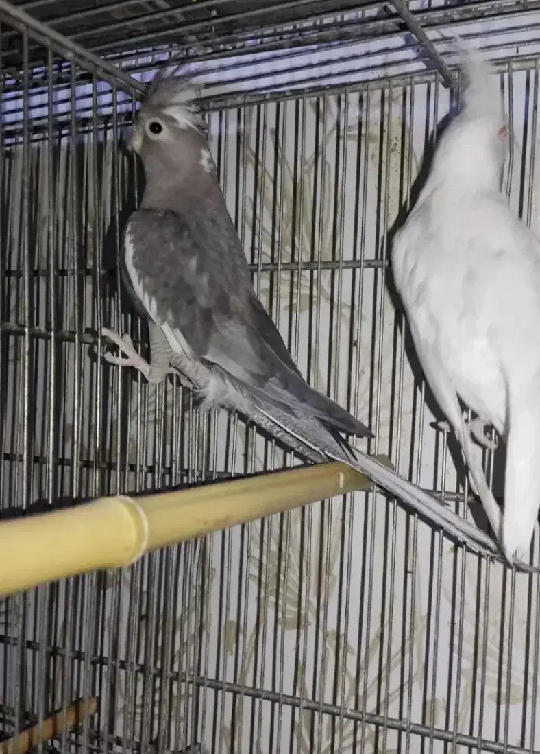 عروس ماده وایت فیس|پرنده|محمدیه-قزوین, |دیوار