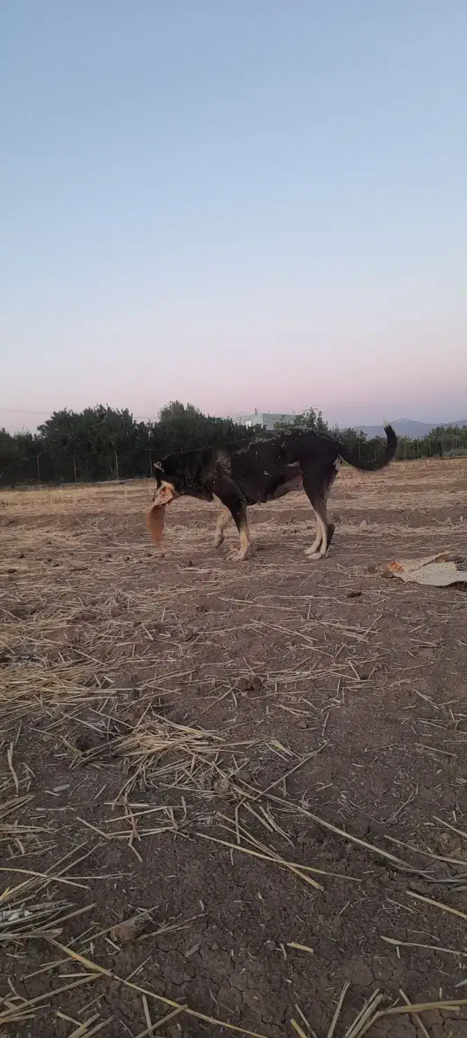 واگزاری ماده عراقی|سگ|مرند, |دیوار