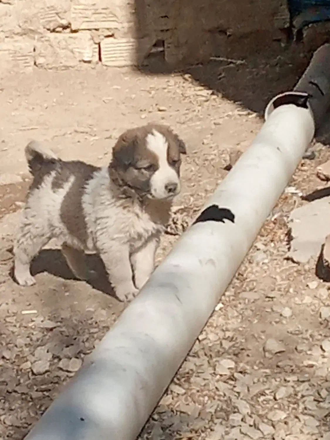 واگذاری ی جفت توله سگ نر|سگ|اسدآباد, |دیوار