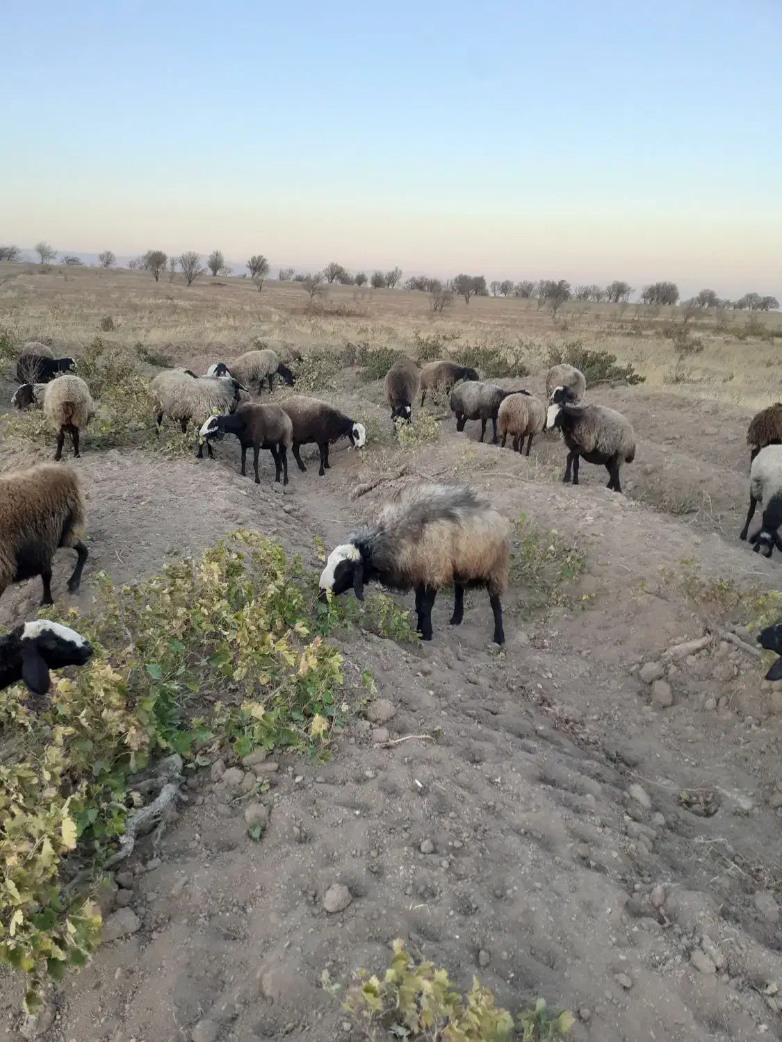 ۳۸ راس شیشک همه ابستن|حیوانات مزرعه|تاکستان, |دیوار