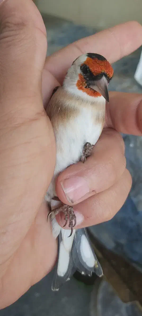 سهره خاص|پرنده|تبریز, |دیوار