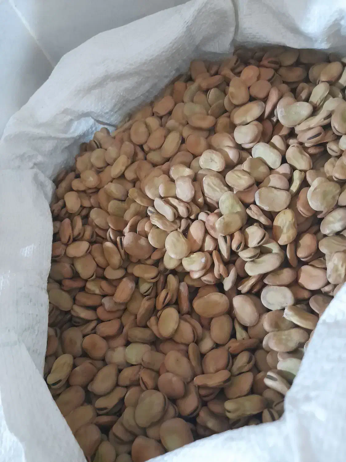 فروش باقلای طارم|عمدهفروشی|میانه, |دیوار