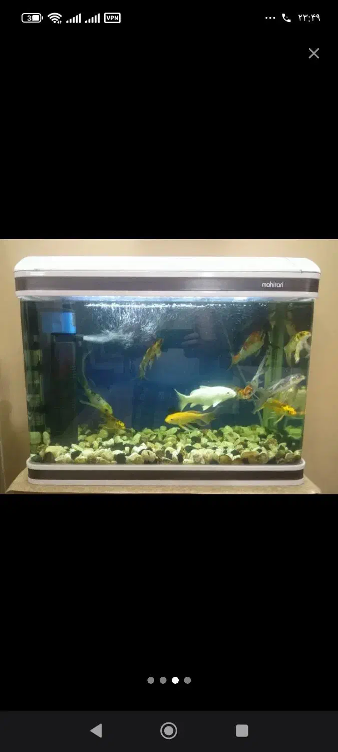 اکواریوم|ماهی|آران و بیدگل, |دیوار