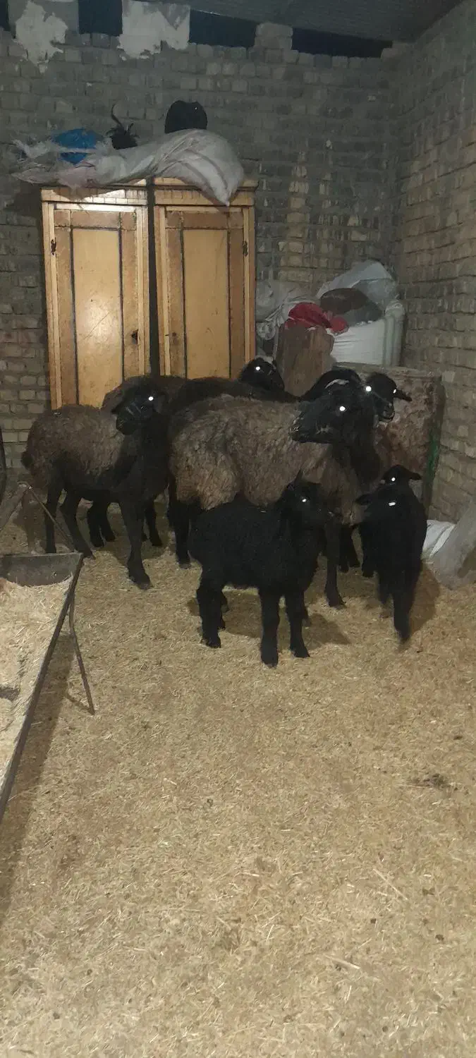 میش بردار بز گوسفند قوچ|حیوانات مزرعه|جوادآباد, |دیوار