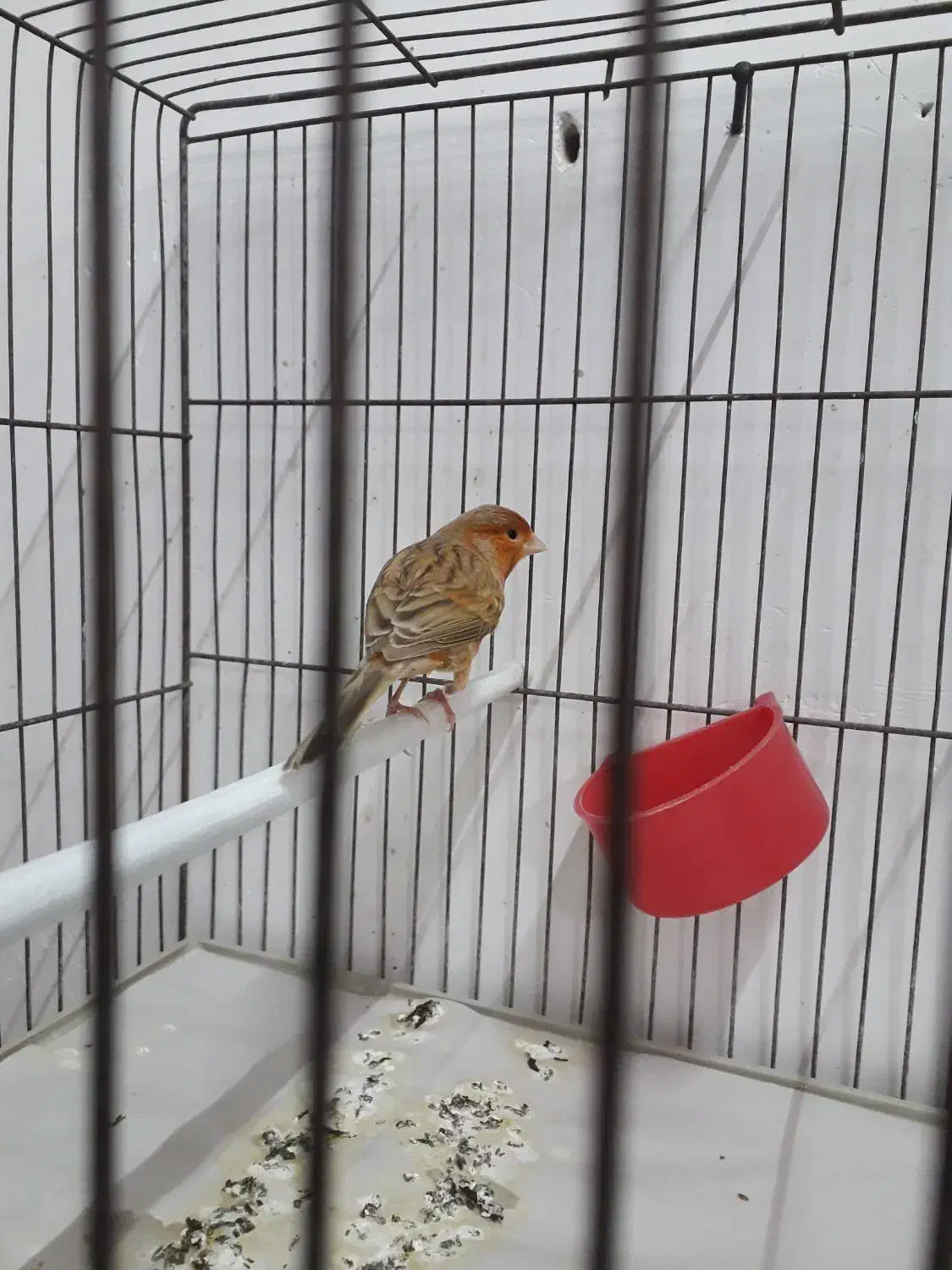 قناری شتری مست|پرنده|مرودشت, بیست متری بیمارستان|دیوار