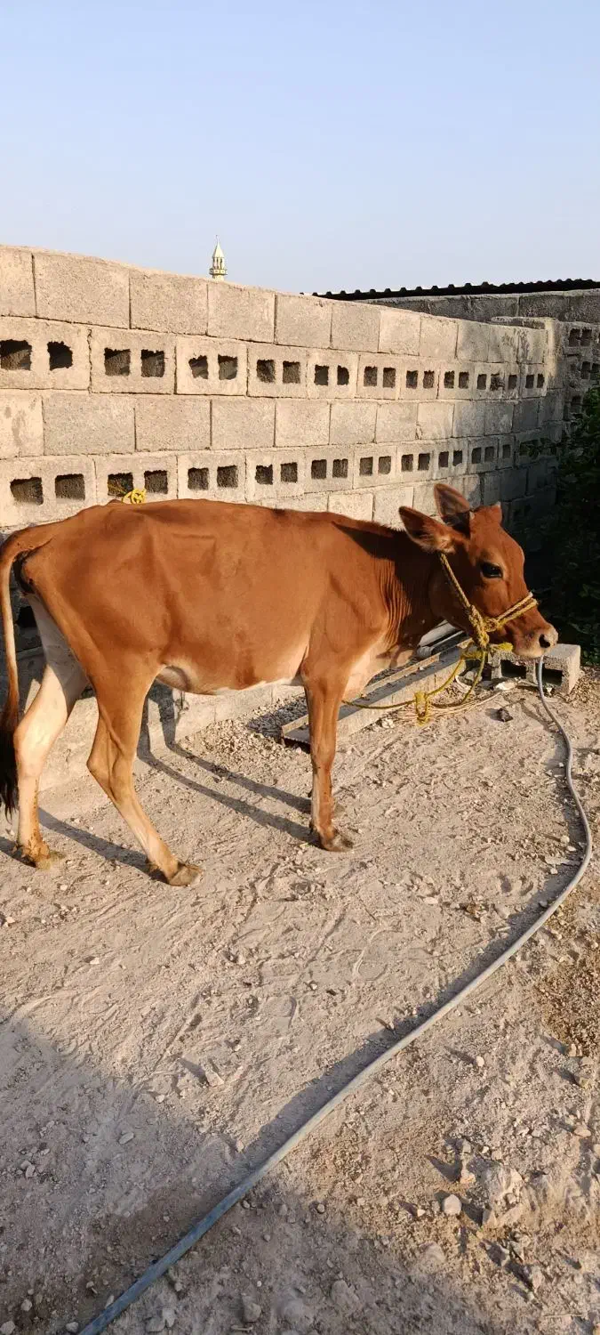 پروفروشی|حیوانات مزرعه|شیبکوه (هرمزگان), |دیوار