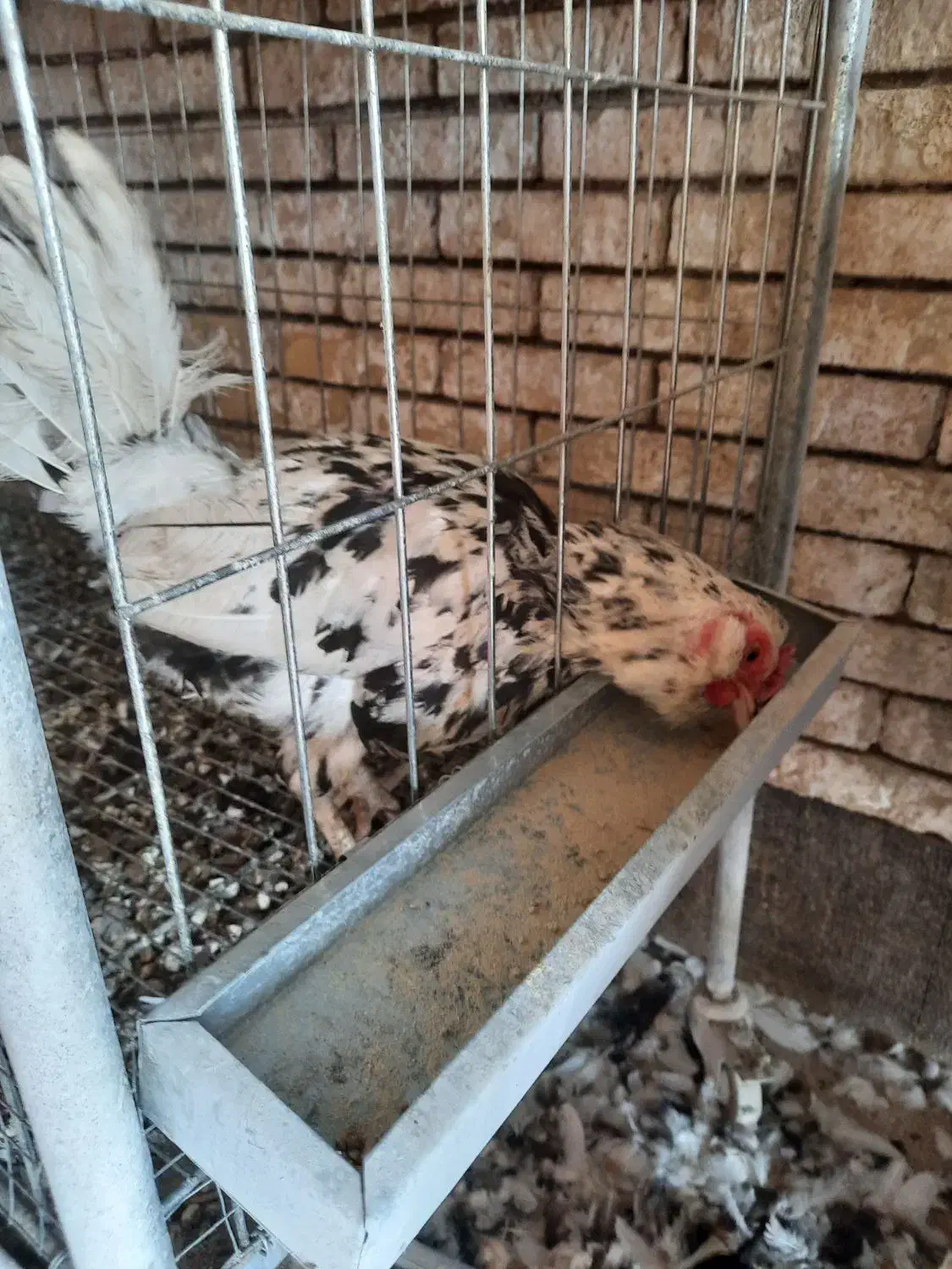 فروشی یکجا|حیوانات مزرعه|رفسنجان, |دیوار