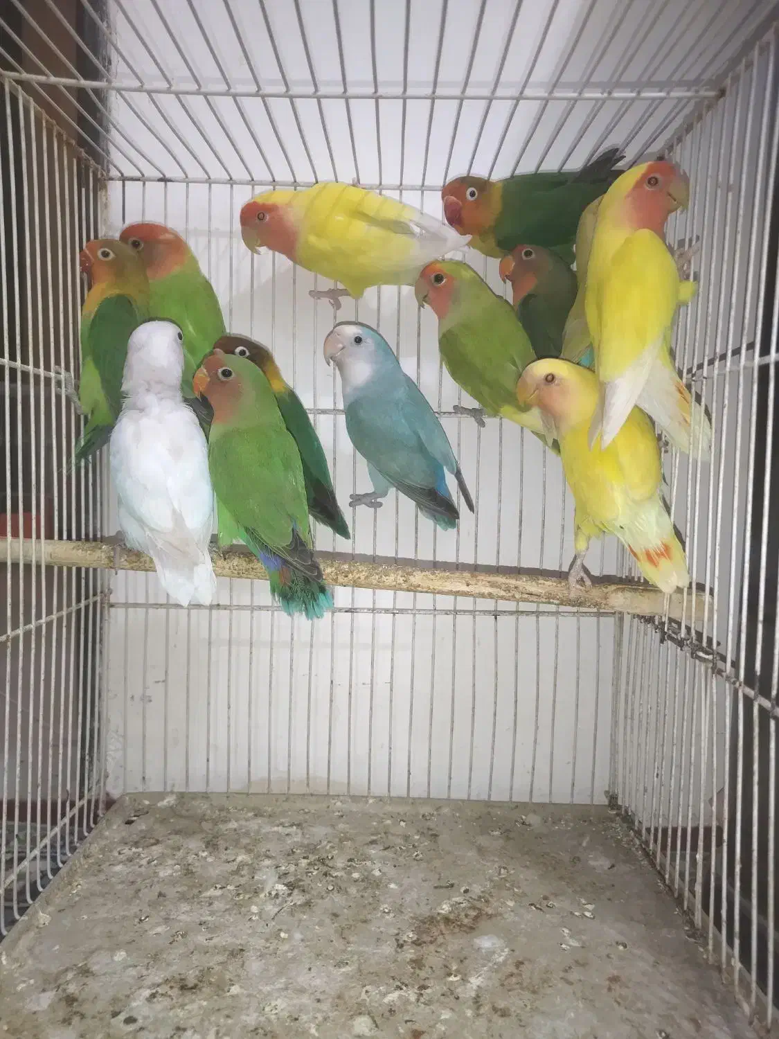 طوطی کوتوله برزیلی نر تک و ماده تک همه آماده|پرنده|مشهد, سرافرازان|دیوار