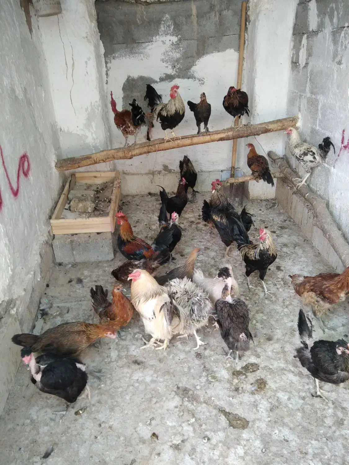 مرغ خروس محلی چاه قائدی وحیدکشتکار|حیوانات مزرعه|لامرد, |دیوار