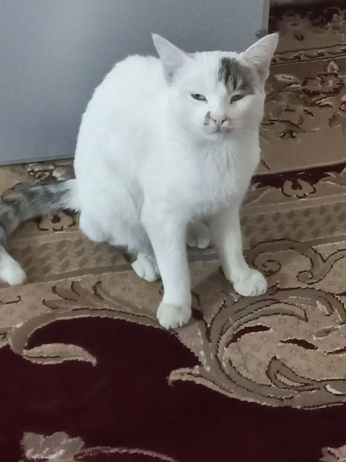 واگذاری فوری|گربه|زاهدان, |دیوار