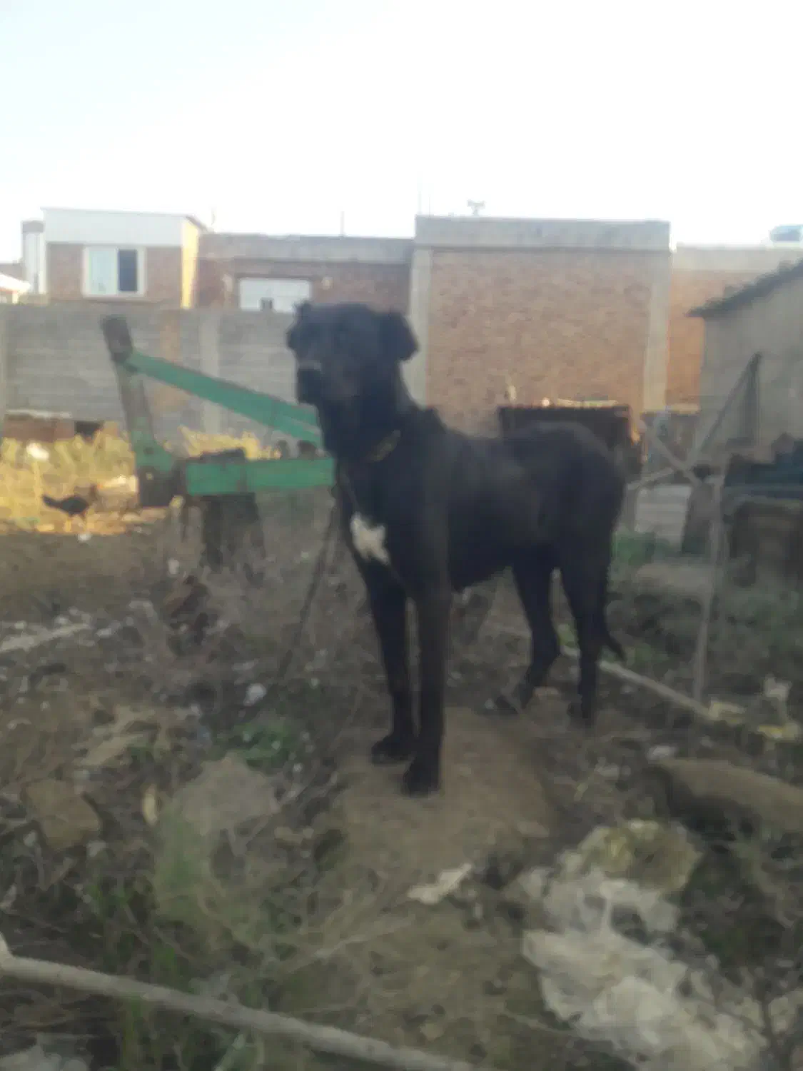 ماده سرابی اصل خوش هیکل و قد بلند|سگ|بیله سوار, |دیوار