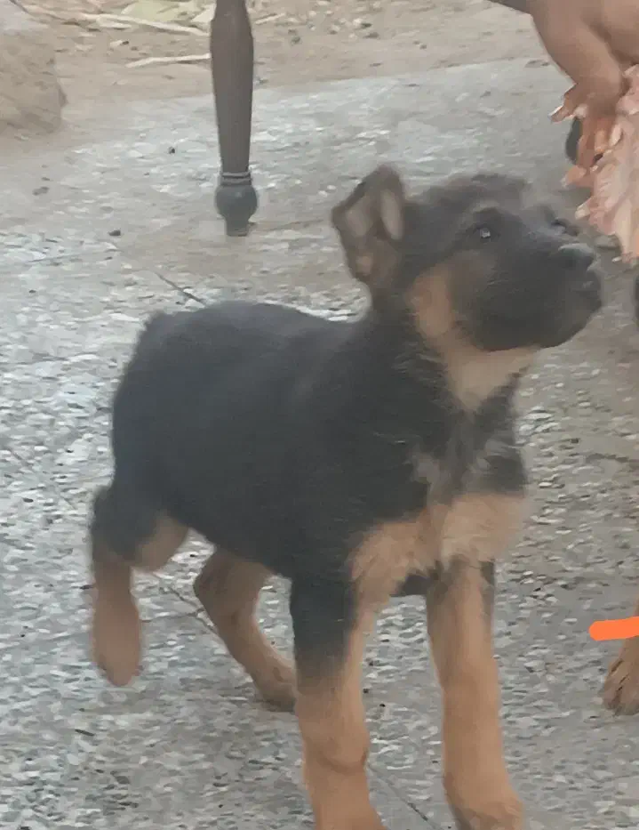 توله سگ ژرمن اصیل|سگ|اصفهان, قهاب جنوبی|دیوار