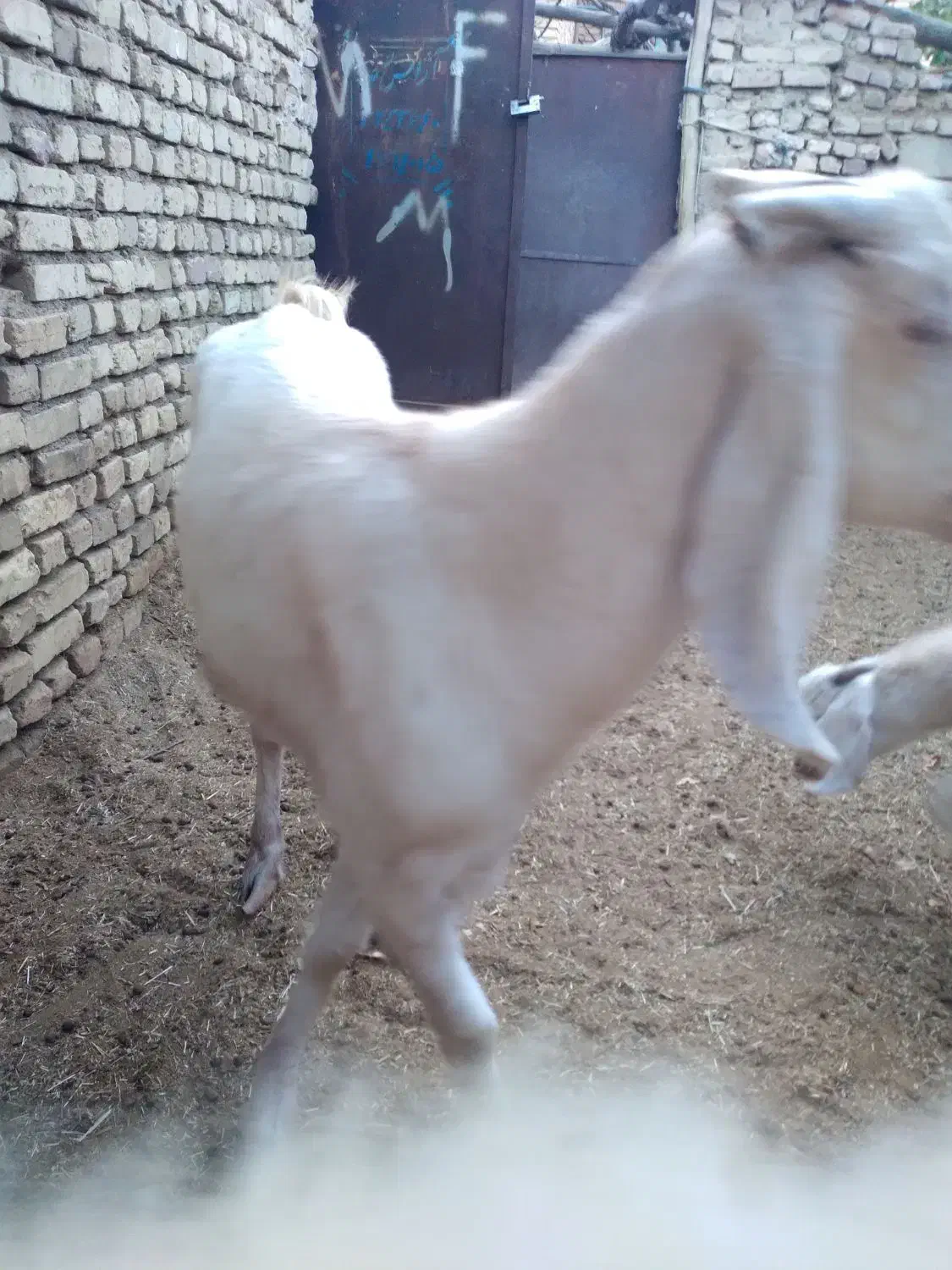 گوسفند( بز)|حیوانات مزرعه|مزایجان, |دیوار