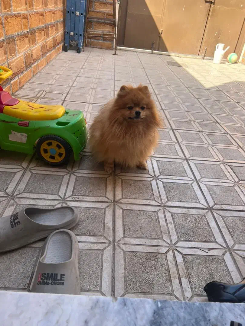 پامر انیان نر دو سر خرسی|سگ|بندرعباس, |دیوار