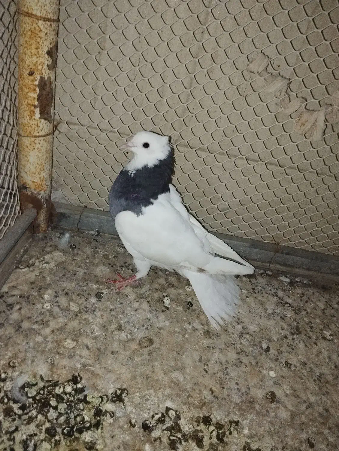کفتر|پرنده|اردکان, |دیوار