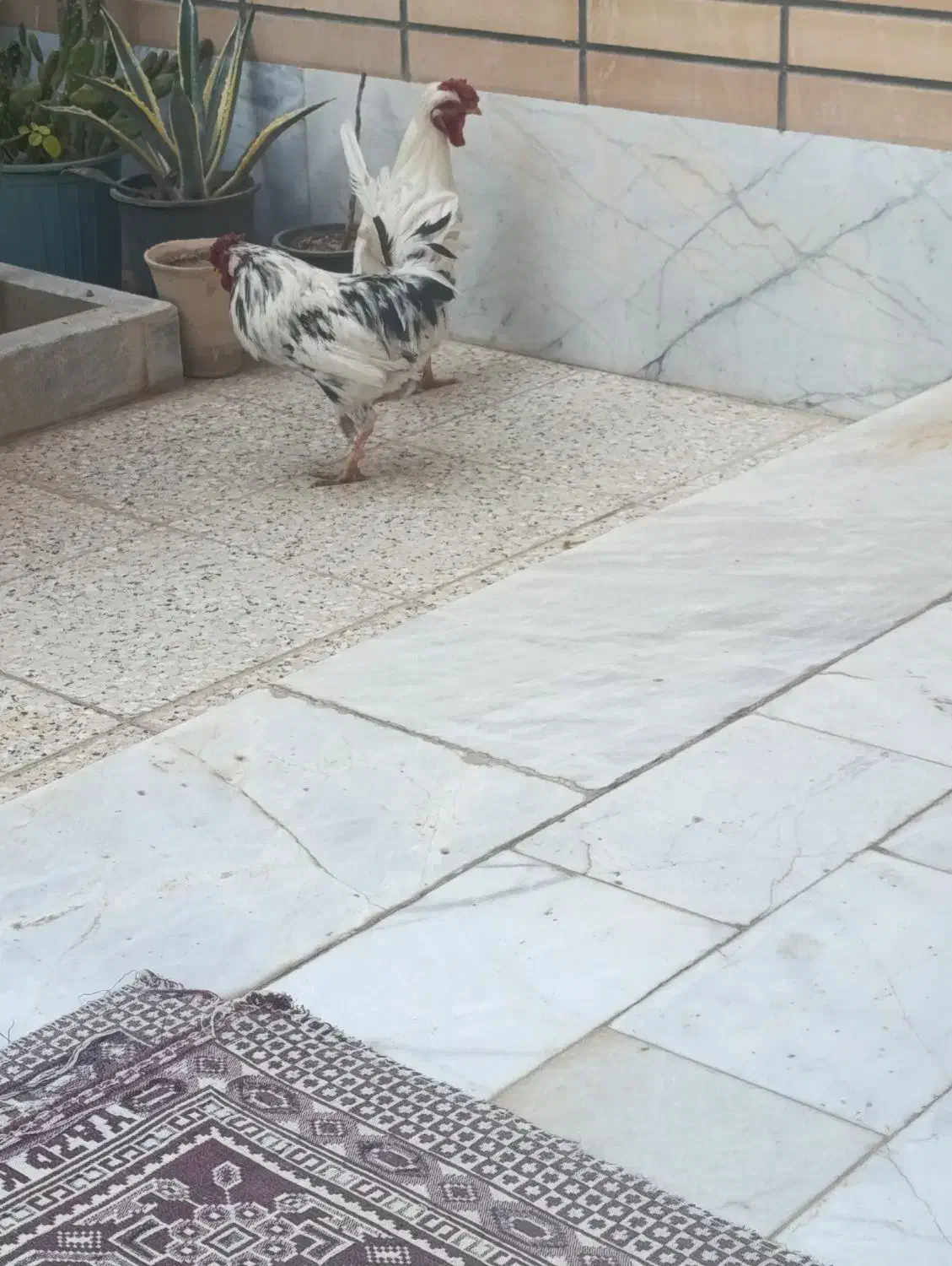 خروس بومی|حیوانات مزرعه|برخوار, |دیوار