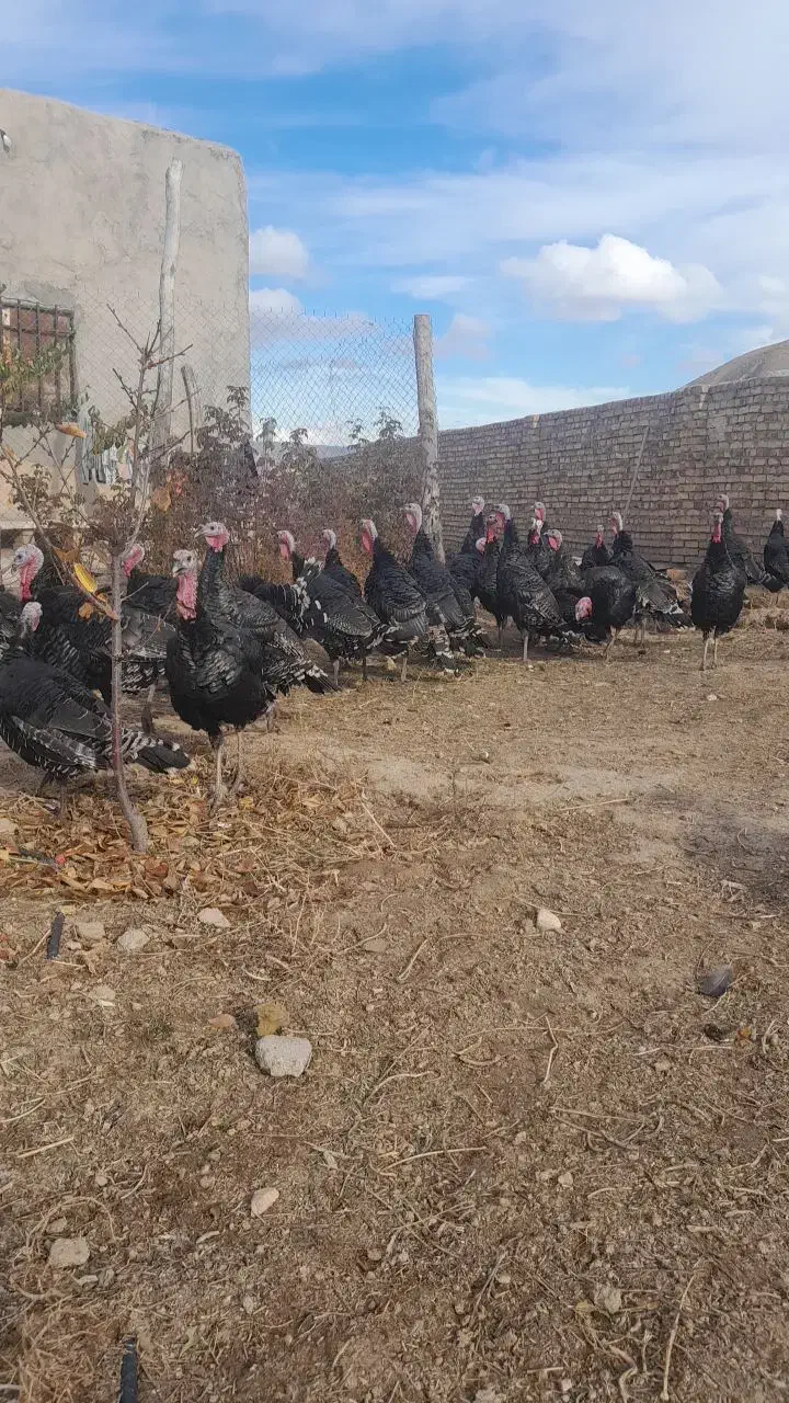 بوقلمون محلی با گوشتی لذیز|حیوانات مزرعه|صحنه, |دیوار