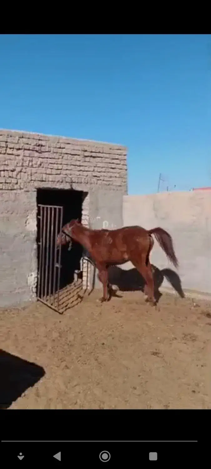 اسب|اسب و تجهیزات اسب‌سواری|نیشابور, خیام|دیوار