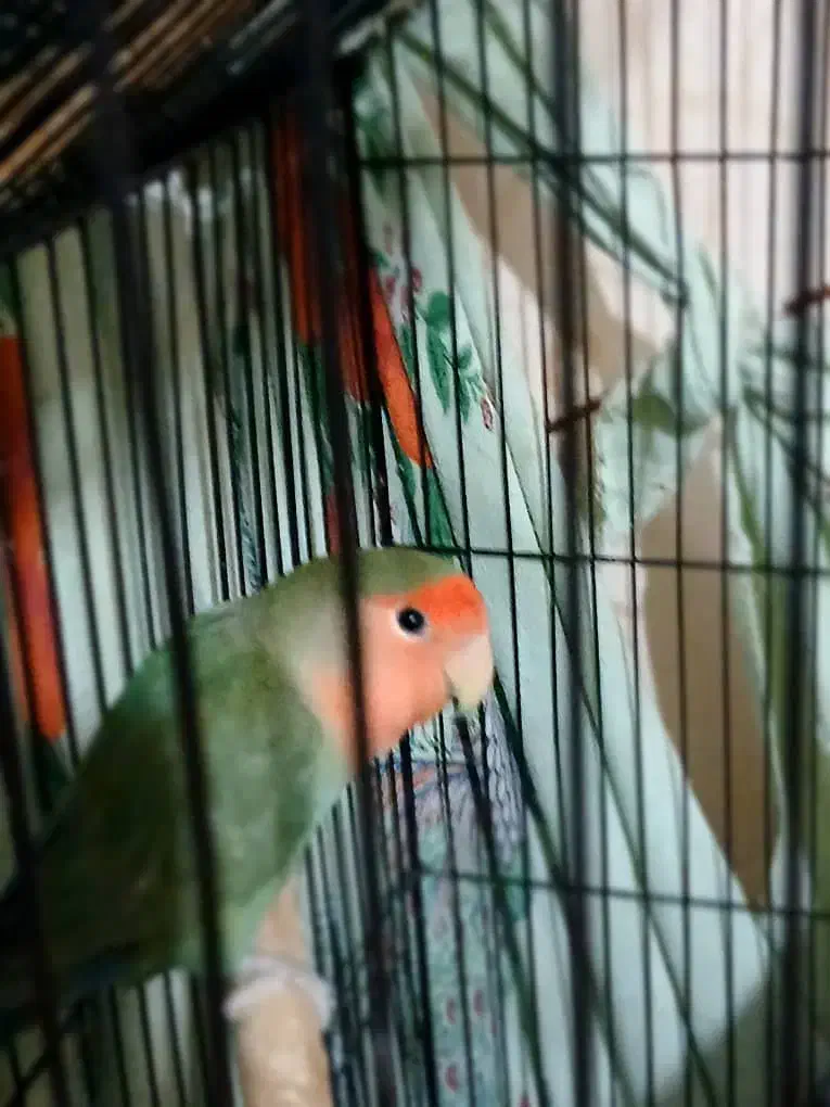 کتوله برزیلی|پرنده|کوه چنار, |دیوار