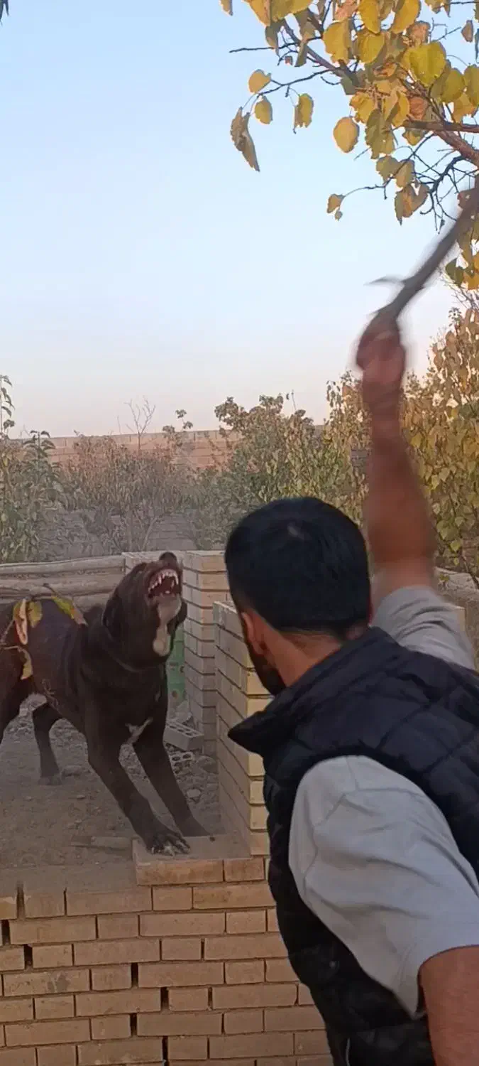 واگذاری نر۷ماهه قدریجونی|سگ|ری, علایین|دیوار