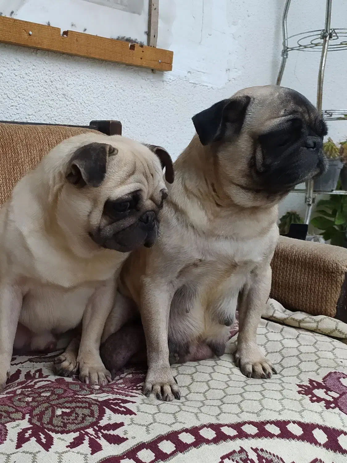 پاگ|سگ|بابل, |دیوار