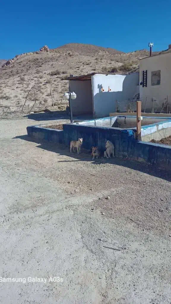 توله سگ نژاد سنگسری|سگ|سمنان, |دیوار