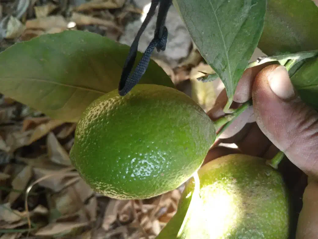 خریدوفروش انواع لیمو ها و پرتقال وپر ۱۴۵هزارتومان|خدمات باغبانی و درختکاری|دزفول, |دیوار