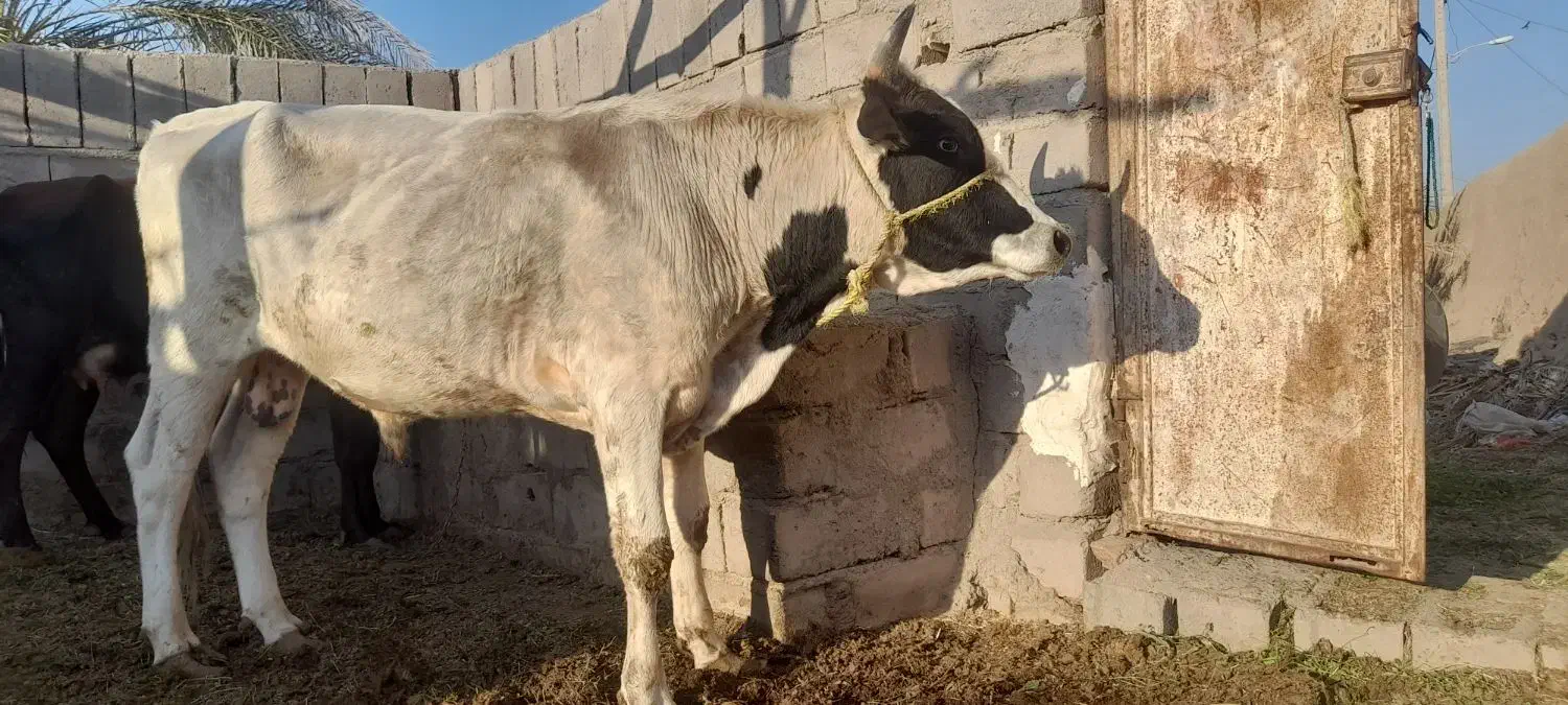 گوساله نر|حیوانات مزرعه|گنبکی, |دیوار