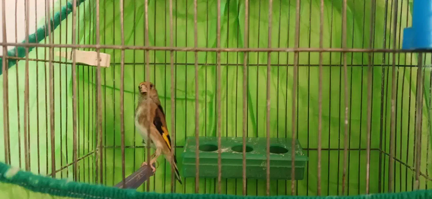 قناری سره|پرنده|خمینیشهر, |دیوار