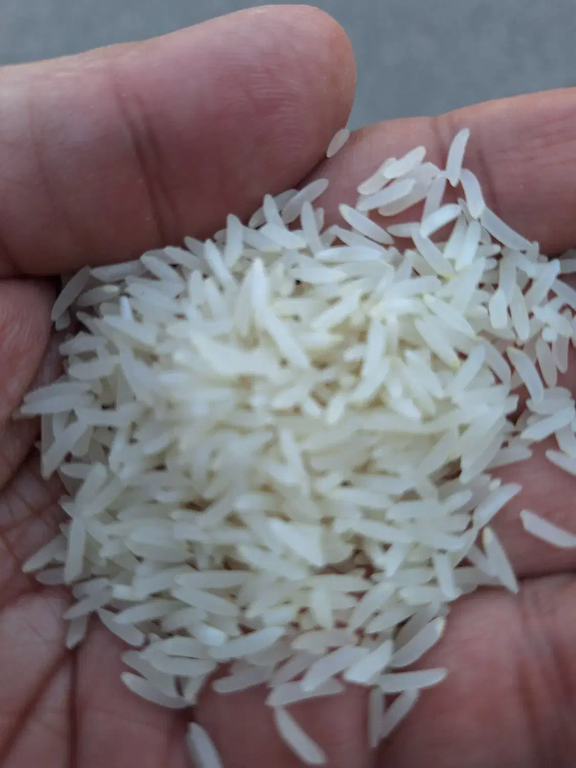 برنج معطر ایرانی فجر سوزنی|خوردنی و آشامیدنی|گنبد کاووس, |دیوار