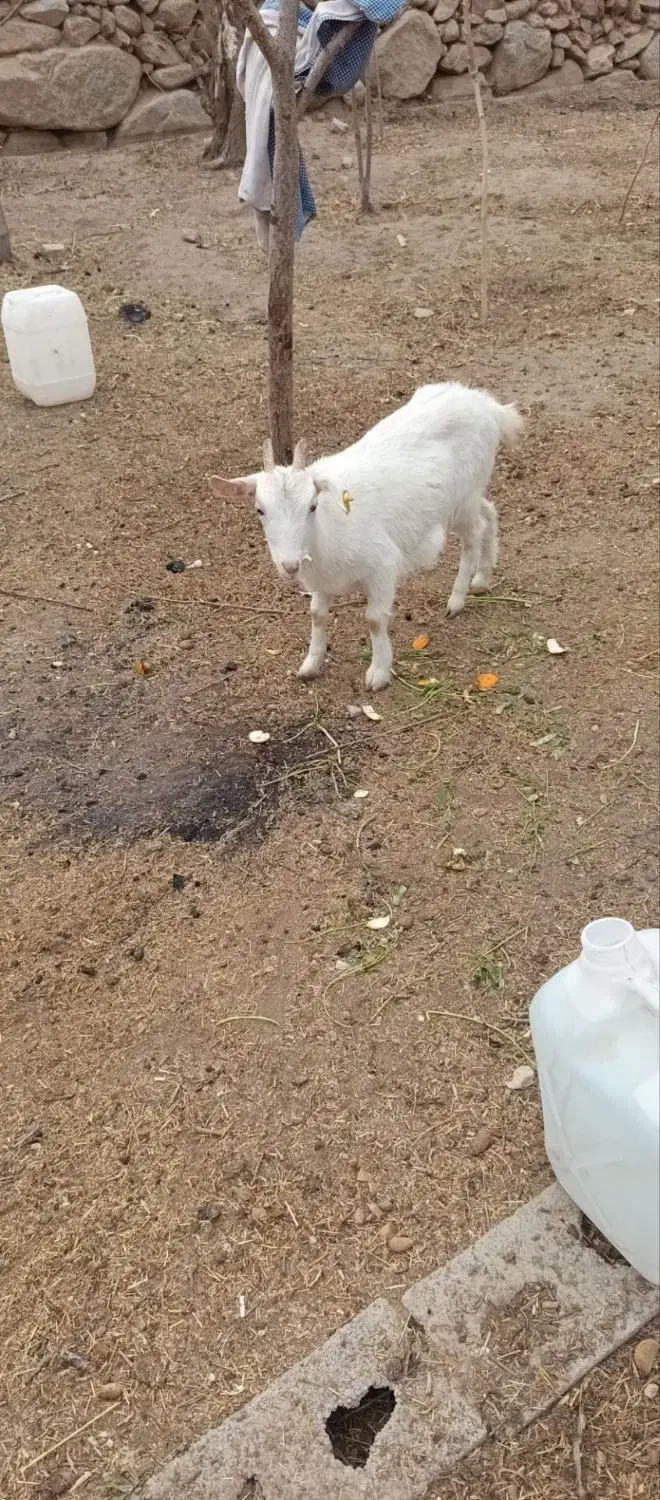 کره|حیوانات مزرعه|تفت, |دیوار