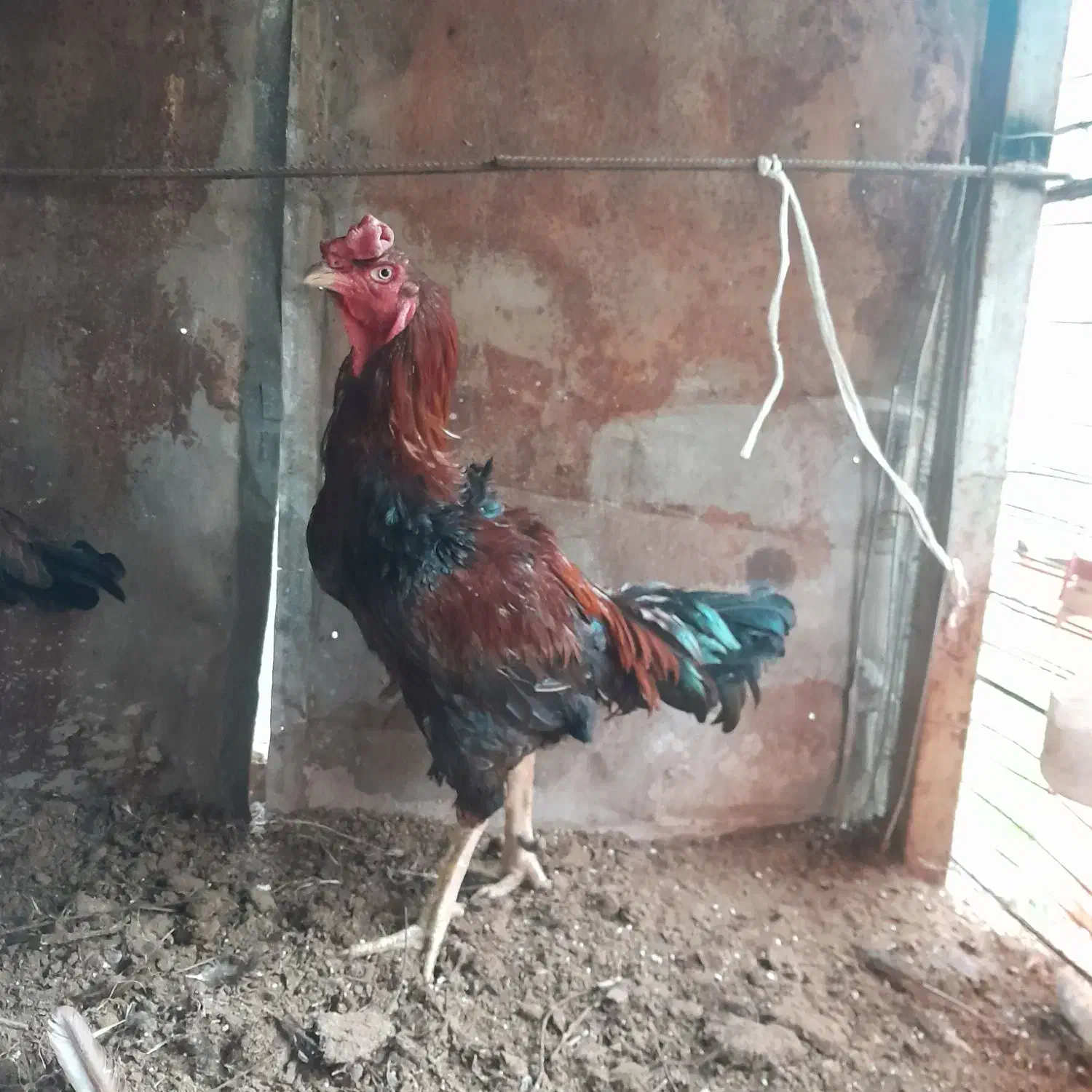 خروس لاری افغانی اصیل|حیوانات مزرعه|قائم‌شهر, |دیوار