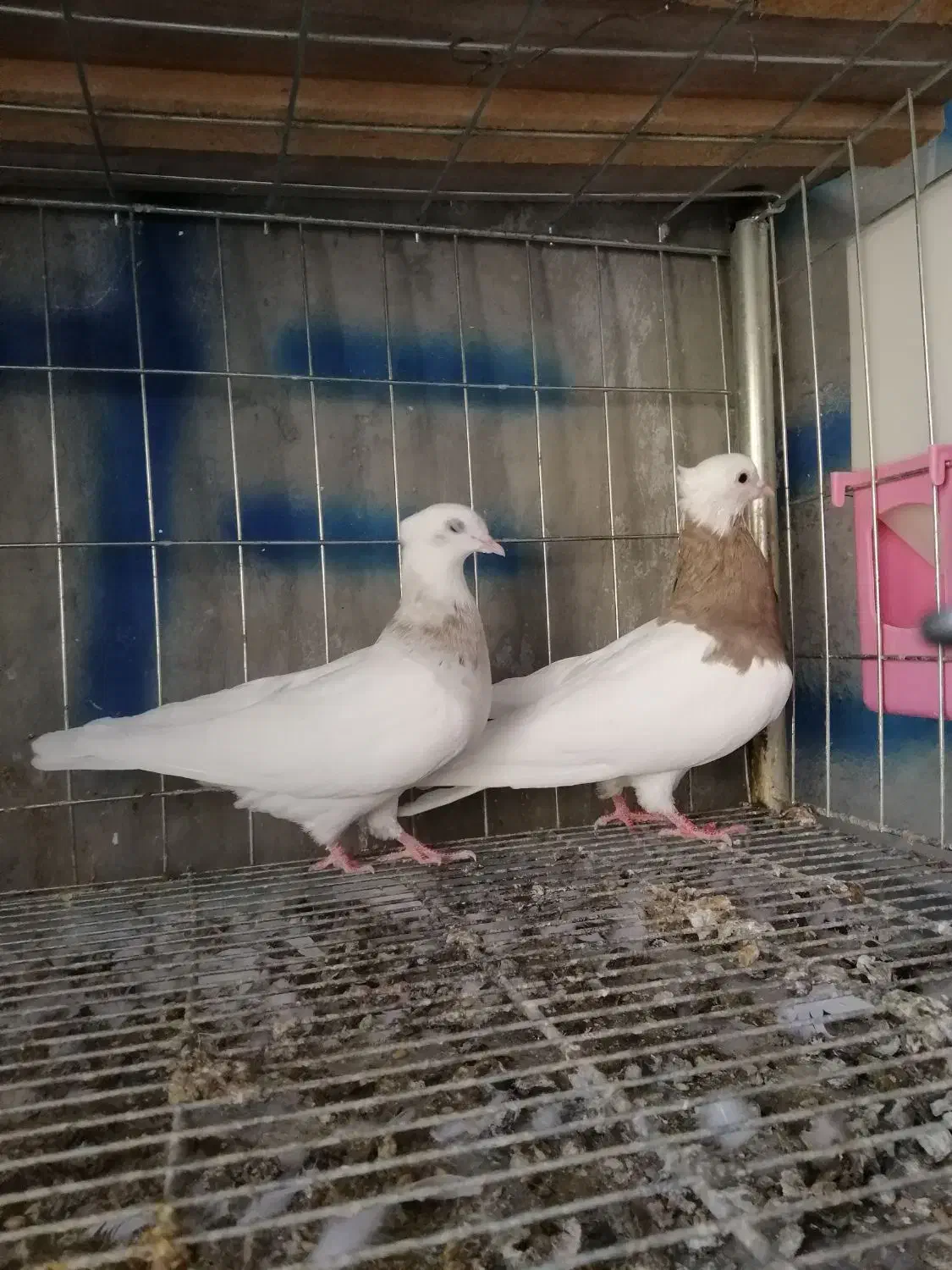 کبوتر طوقی|پرنده|ایوان, |دیوار