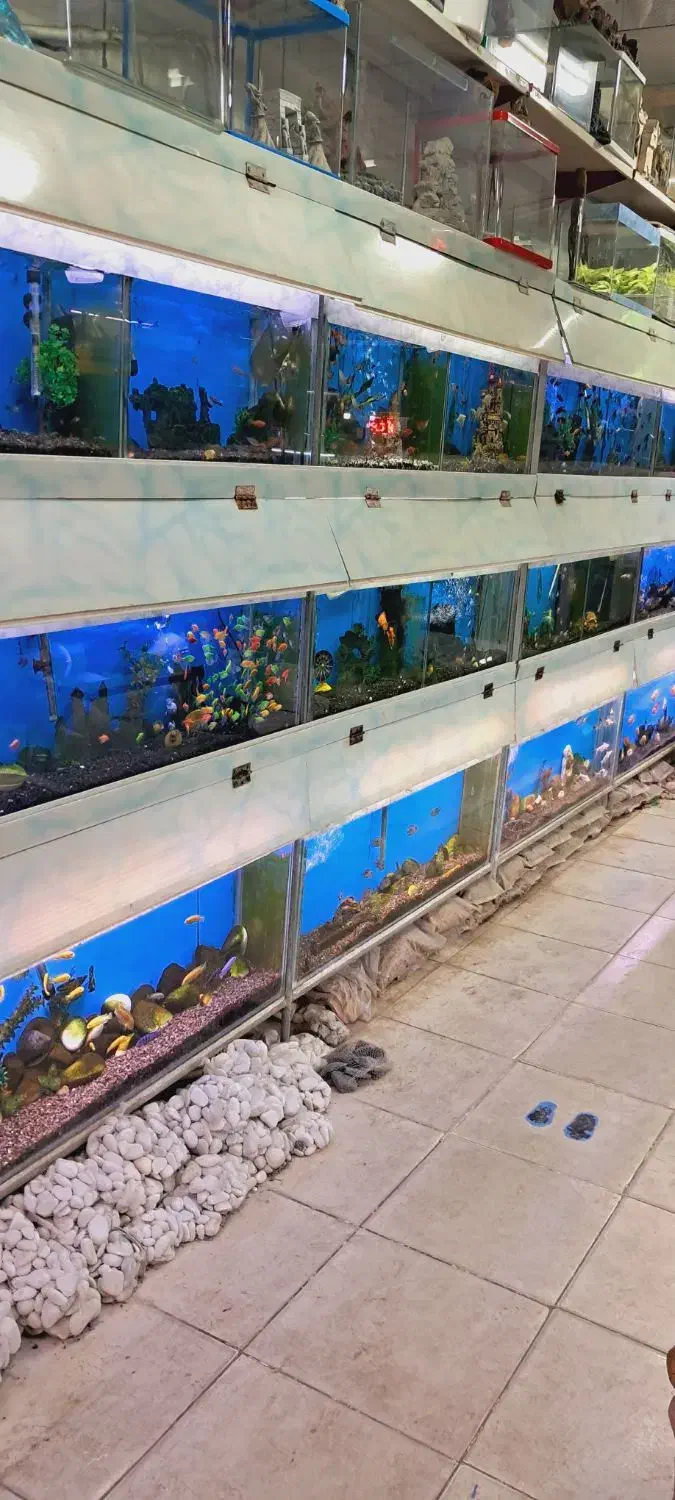 ماهی گوپی کوپی آکواریوم سوپر مولد|ماهی|مشهد, شهید آوینی|دیوار