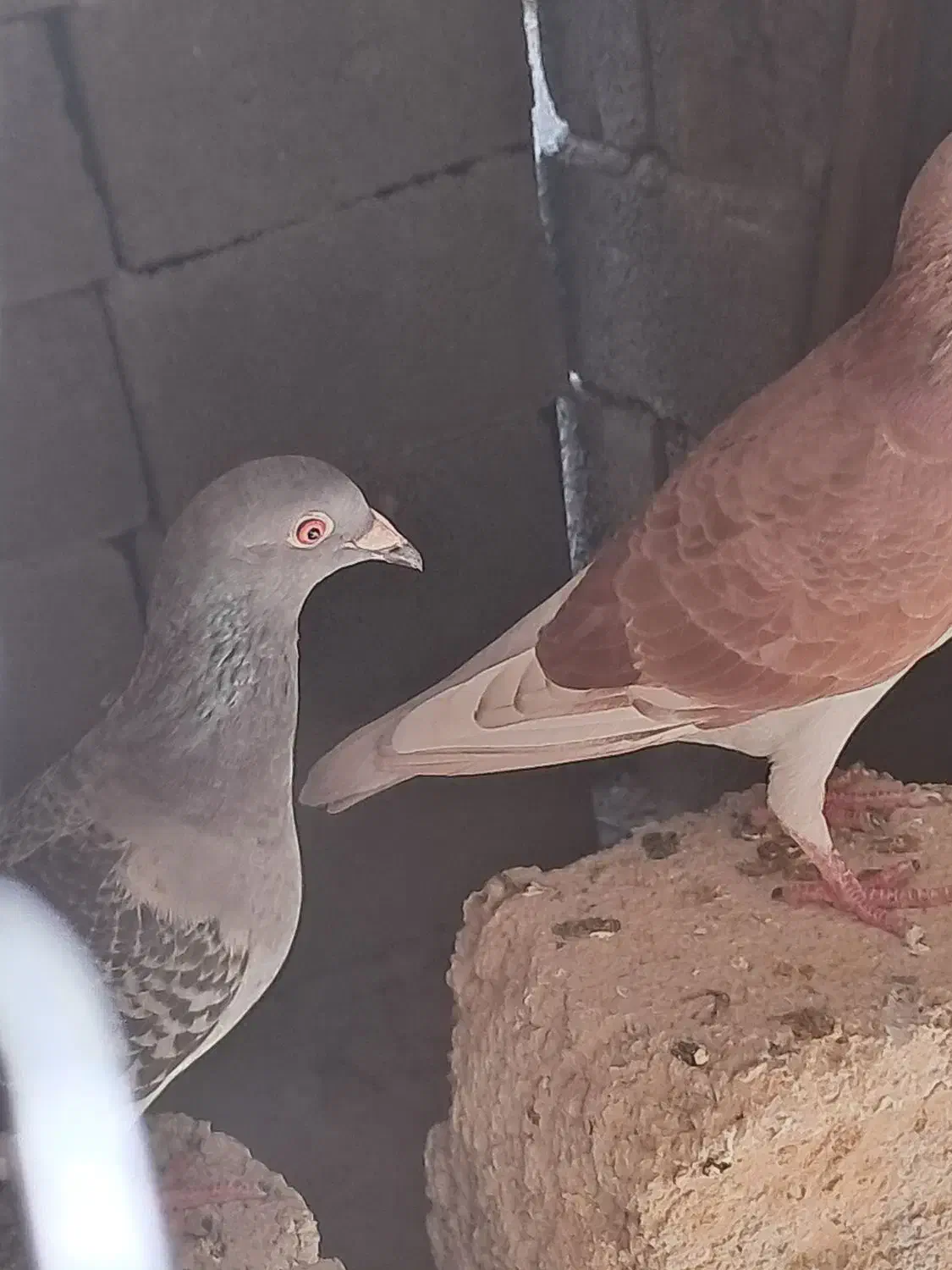 کبوتر|پرنده|شبانکاره, |دیوار