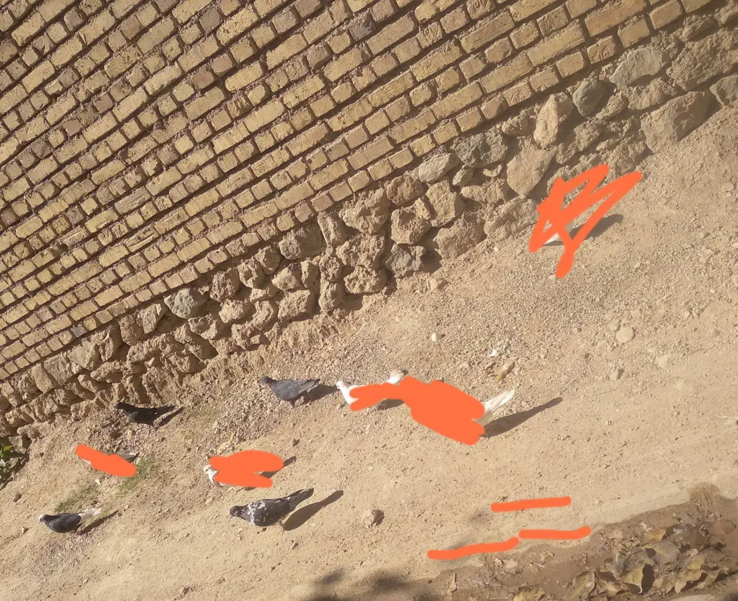 ۸کفتر شازده پلاکی|پرنده|خانمیرزا, |دیوار