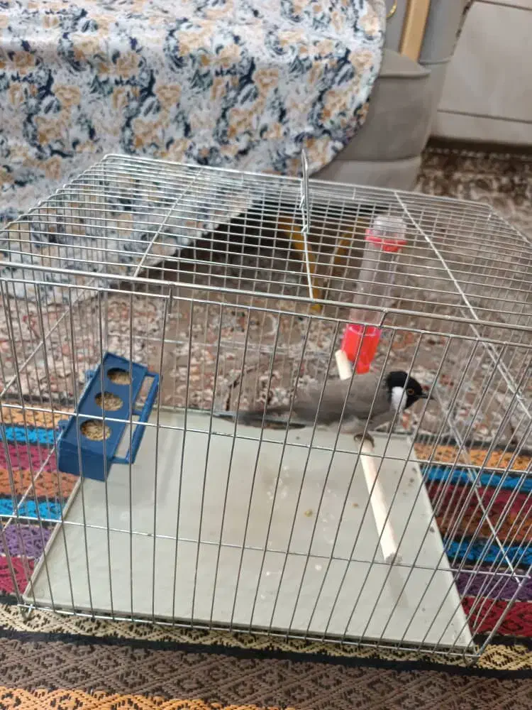 سهره|پرنده|شیراز, شهرک مهرگان|دیوار