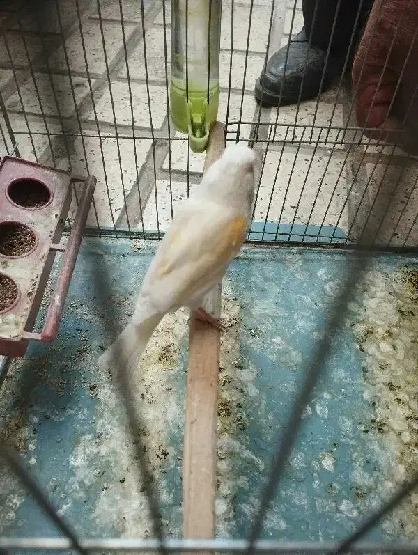 قناری ماده موزایکی|پرنده|کرمانشاه, |دیوار