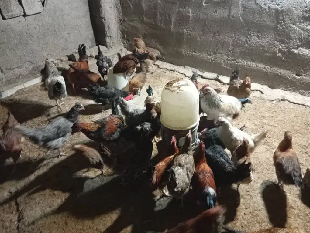 مرغ بومی محلی|حیوانات مزرعه|فولادشهر, مسکن مهر فولادشهر|دیوار