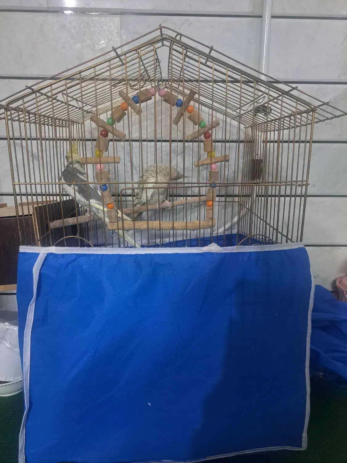 عروس هلندی مولد|پرنده|خمینی‌شهر, |دیوار