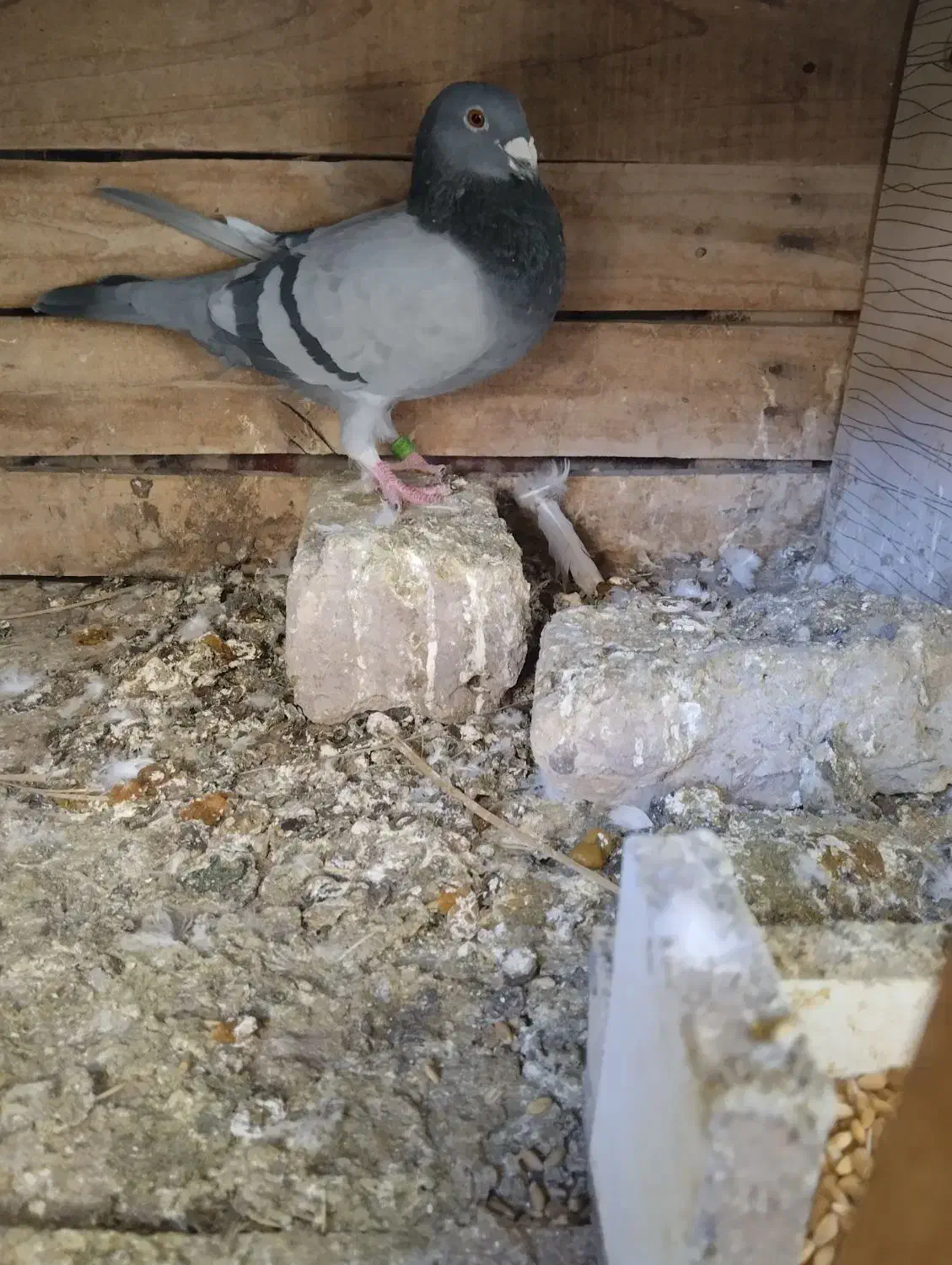 سبز پلاکی نر|پرنده|بم, |دیوار