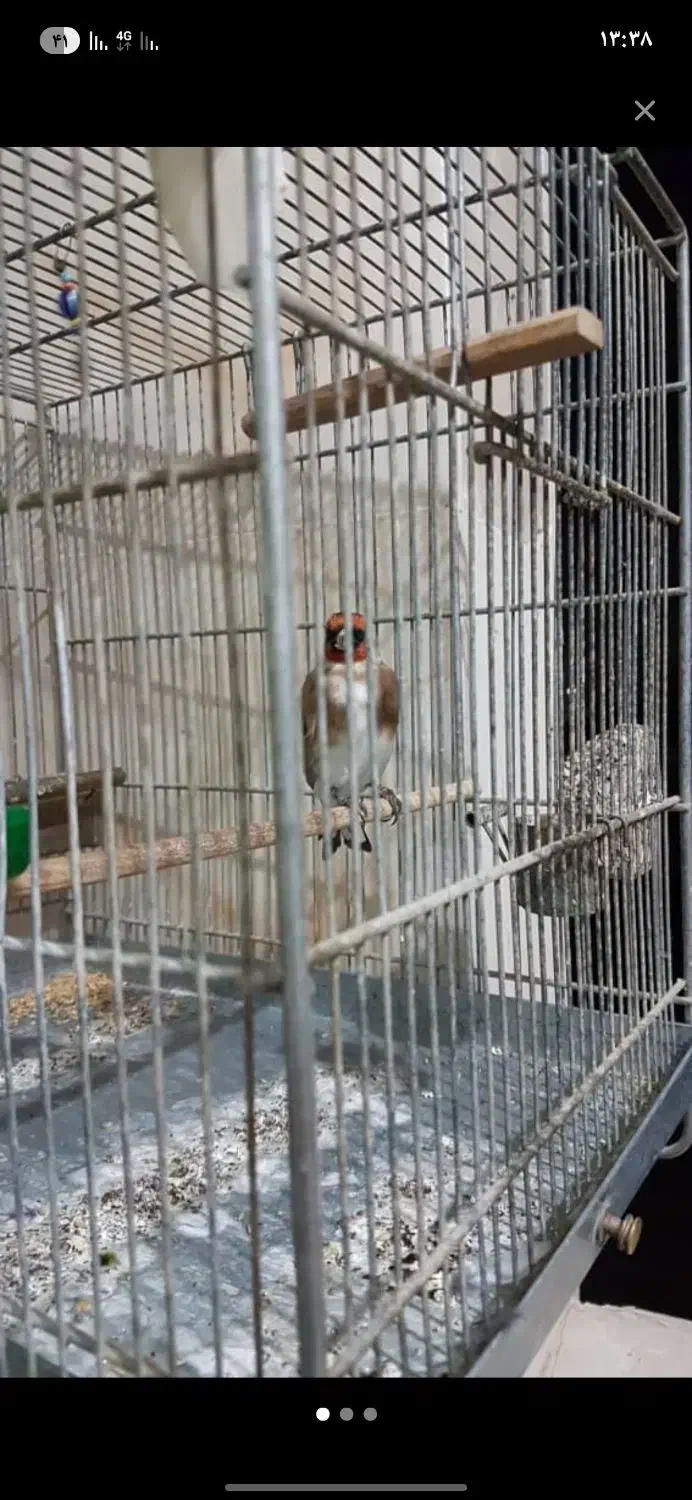 با سلام سهره نر کوتا بلند خون|پرنده|کهریزک, |دیوار