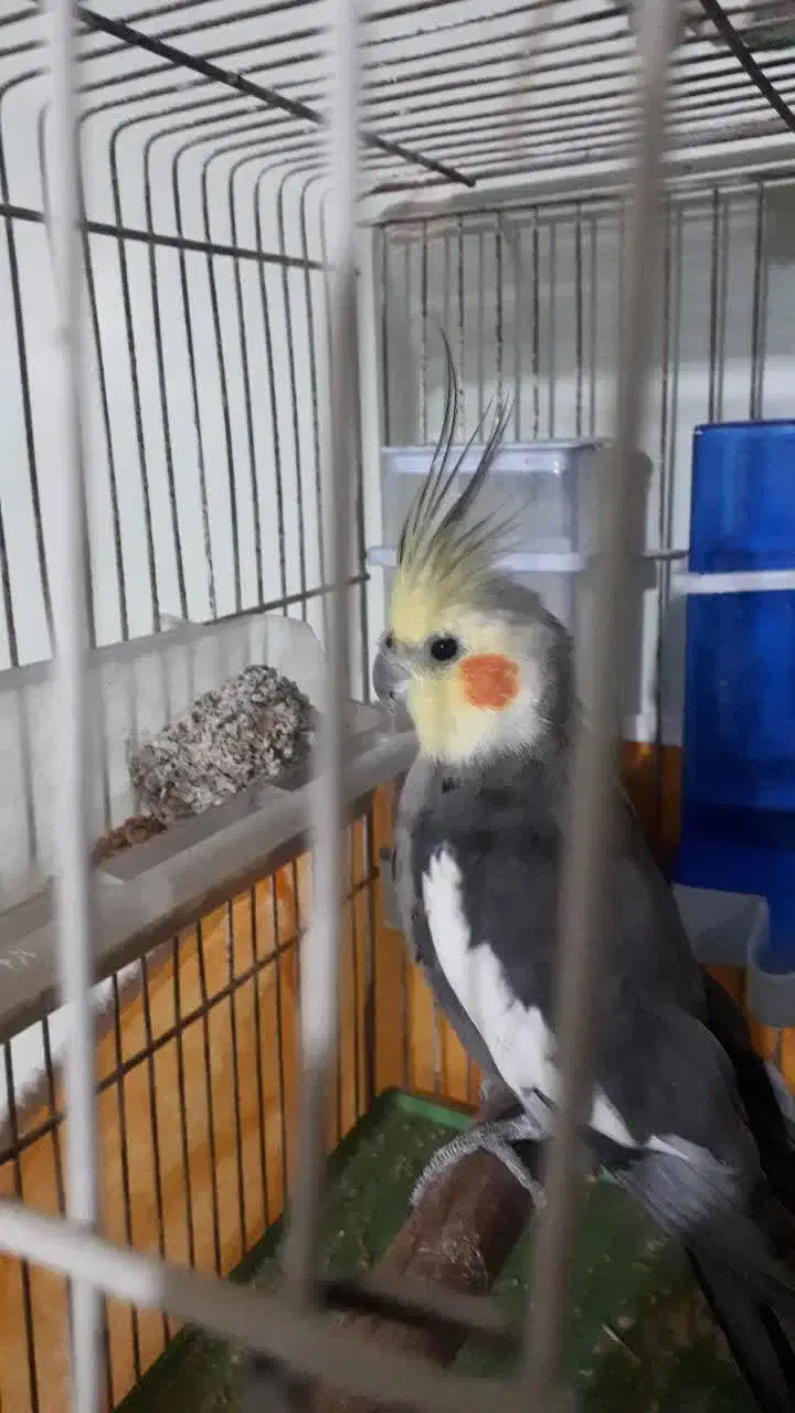 پرنده|پرنده|شاهینشهر, فیض|دیوار