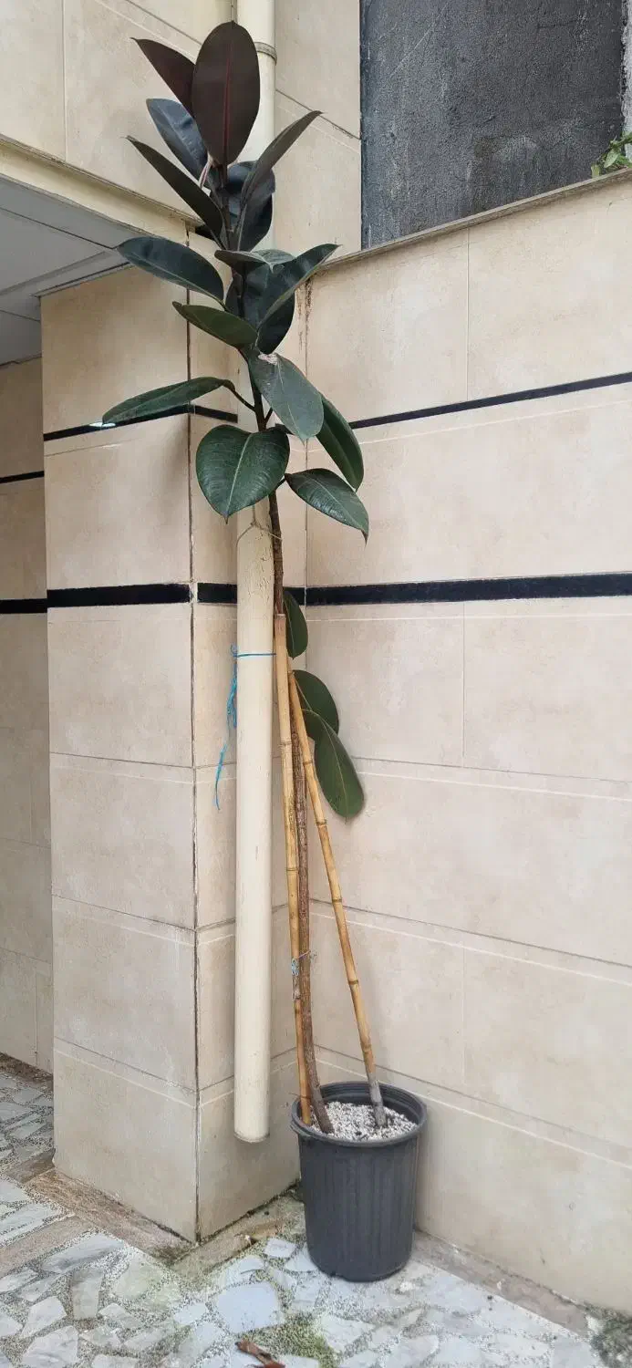 درخچه آمستر|گل و گیاه طبیعی|رشت, پل تالشان|دیوار