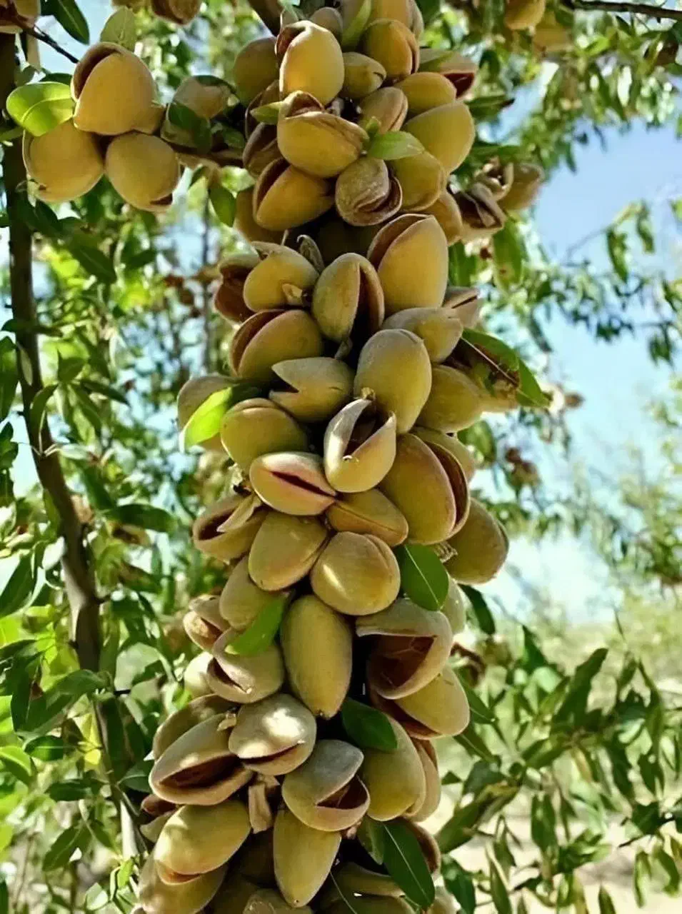نهالستان همه ارقام درجه یک بادام و صنوبر|خدمات باغبانی و درختکاری|ساری, |دیوار