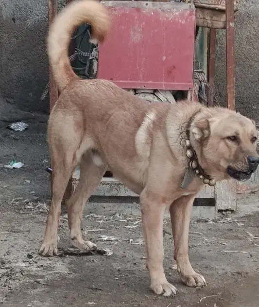 سگ پژدر|سگ|خرمآباد, |دیوار